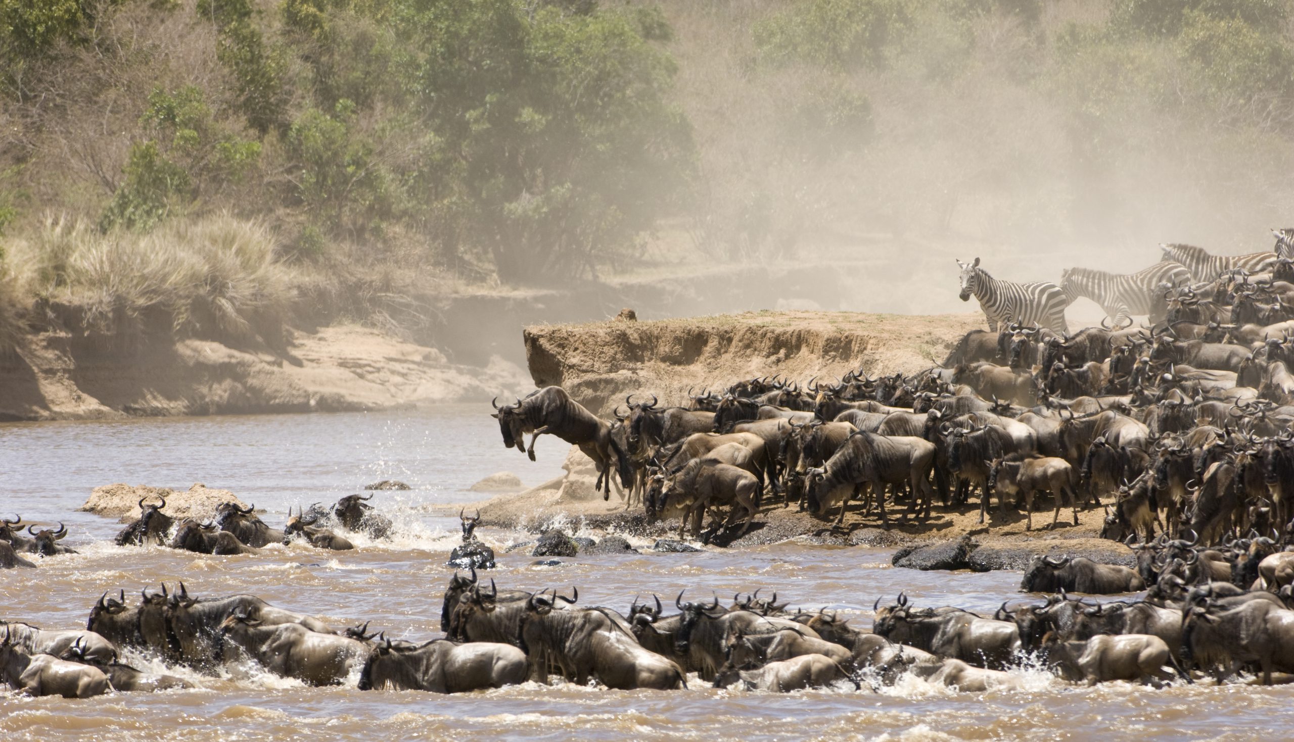 Mara River Crossing in the Serengeti National Park