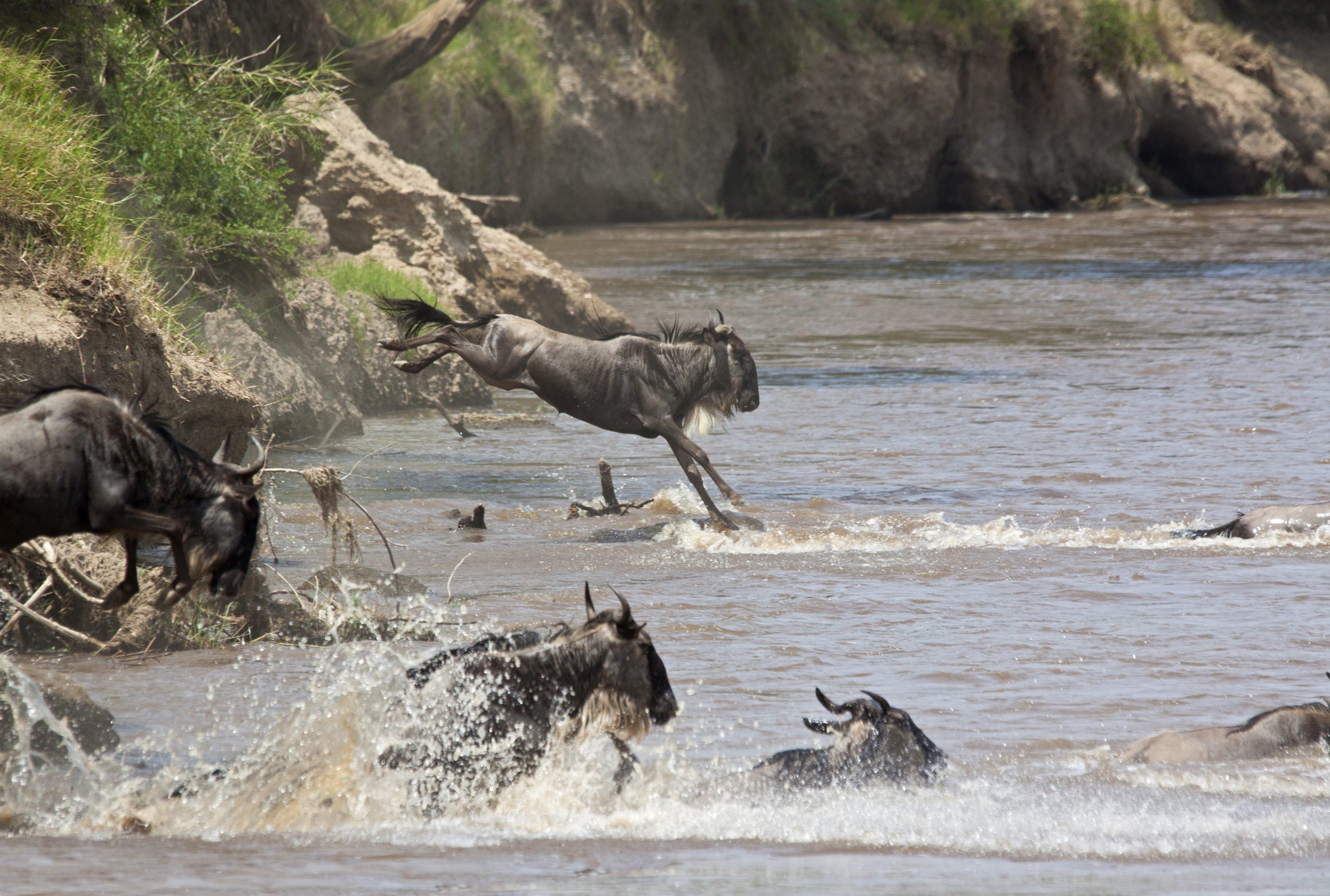 Wildebeest make several dangerous river crossings during the migration