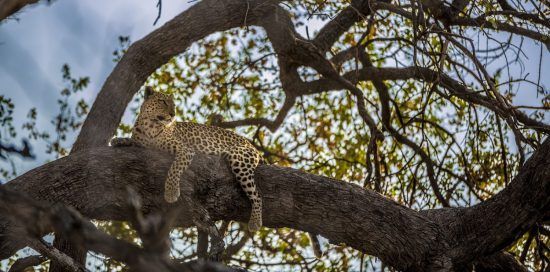 A leopard resting in a tree