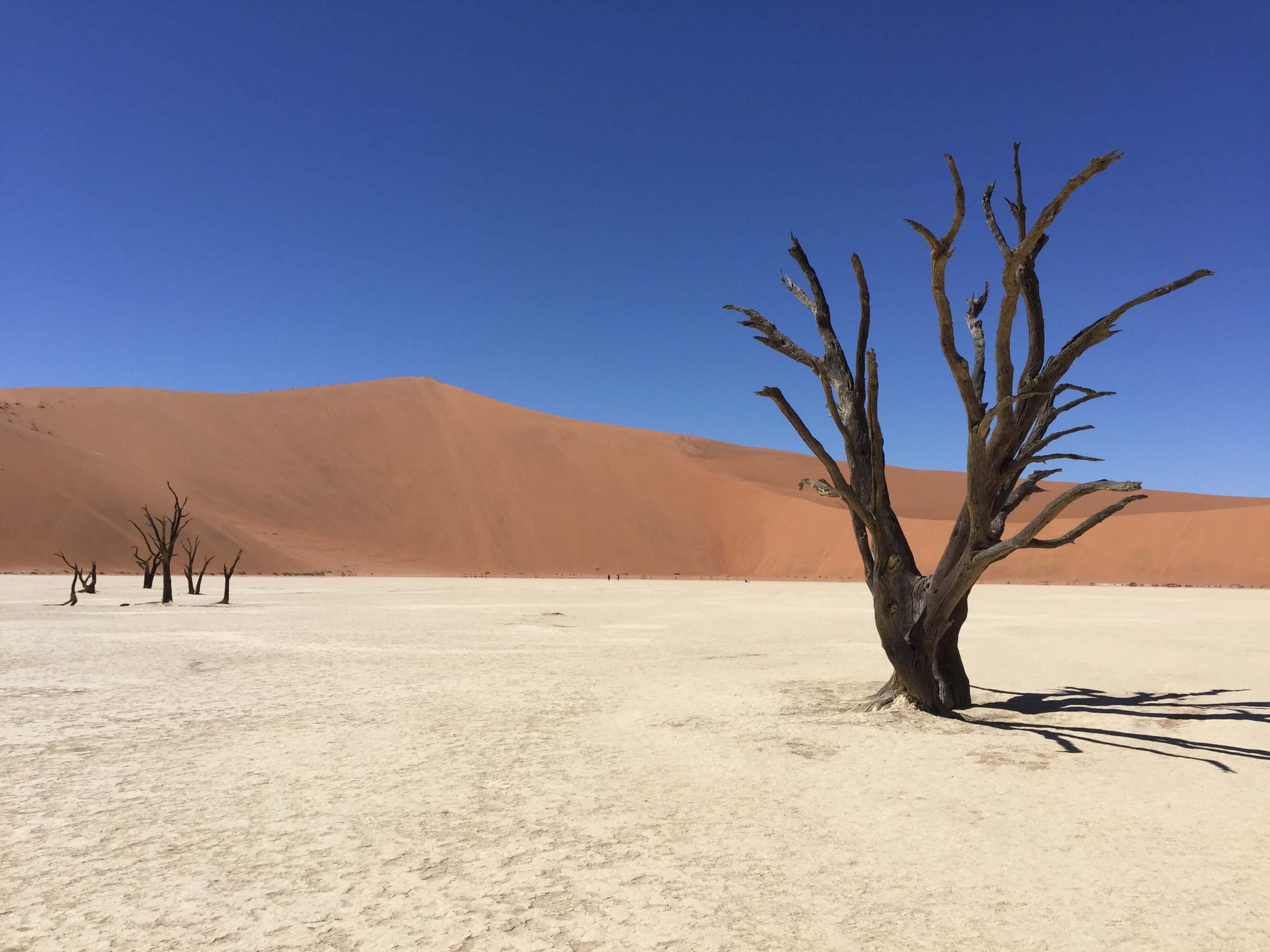 acacia noir desert de sel et argile de sossuvlei entouré de dunes sable namibie