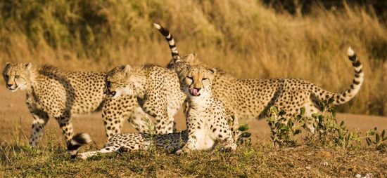 Three young cheetahs strolling in the savannah