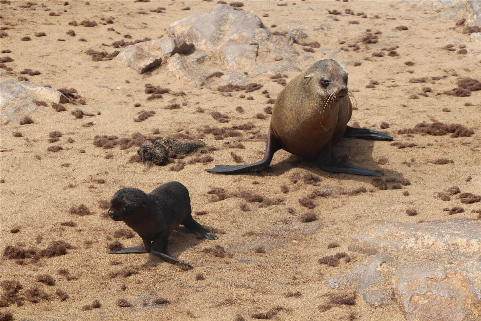 colonie d'otaries sur le sable de la côte des squelettes namibie