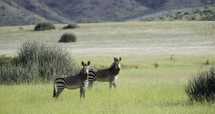 Zebras in der Prärie des Damaralandes