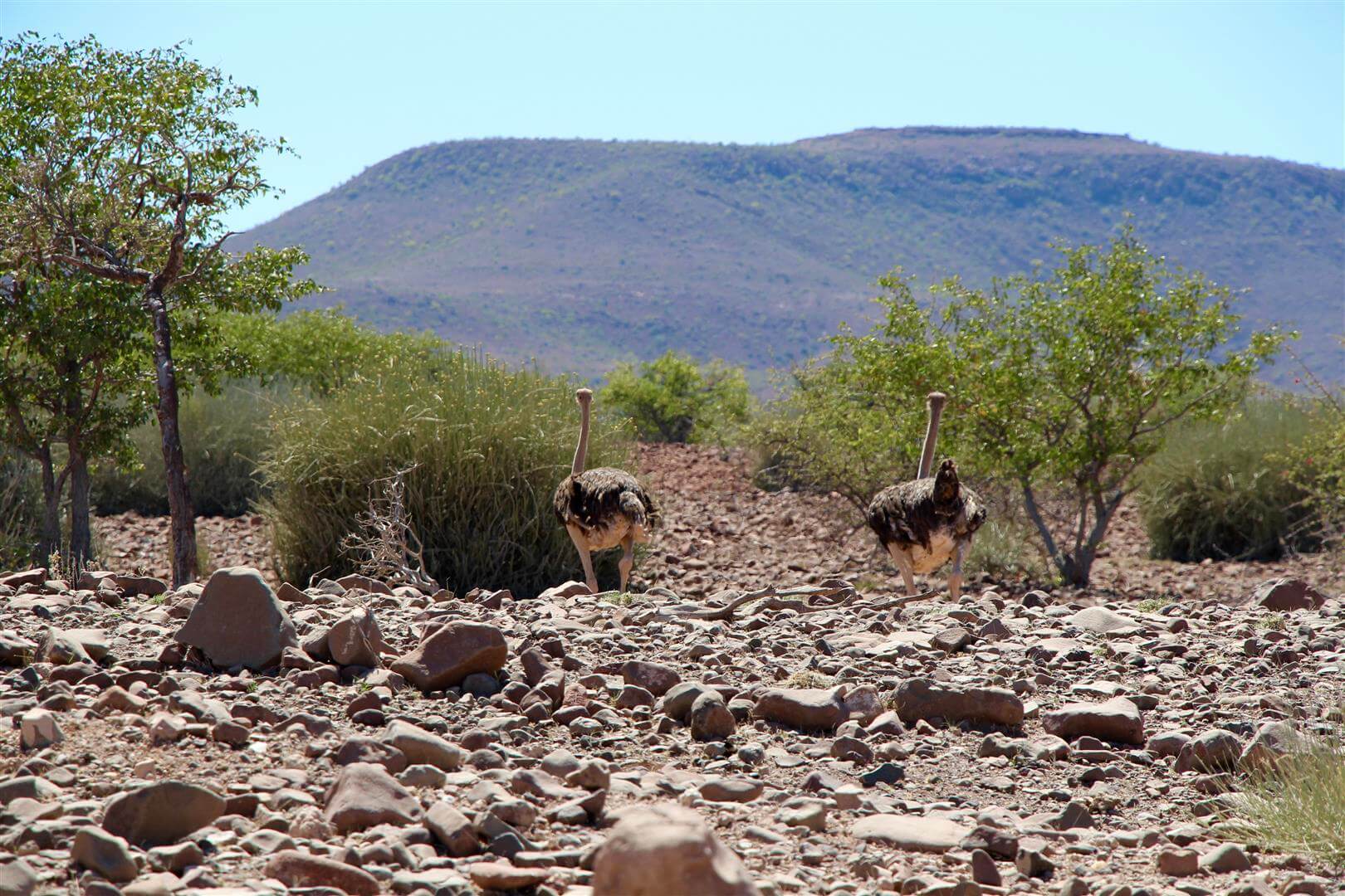 deux autruches sauvages au damaraland en namibie