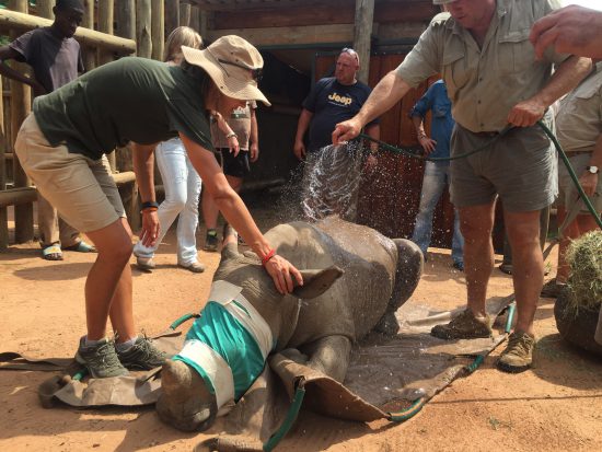 A team taking care of a rhino