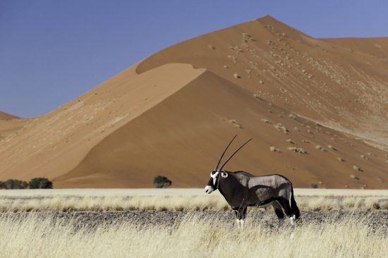 Africa's majestic Oryx in front of a dune