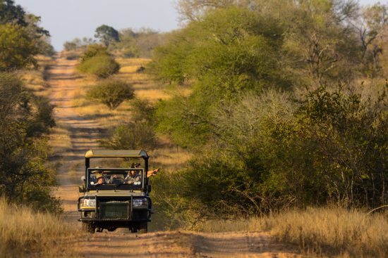 Safari im Krüger