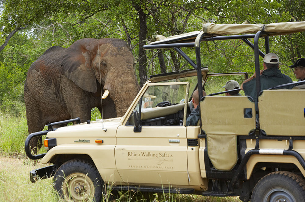 Rencontre en voiture avec un éléphant au Kruger