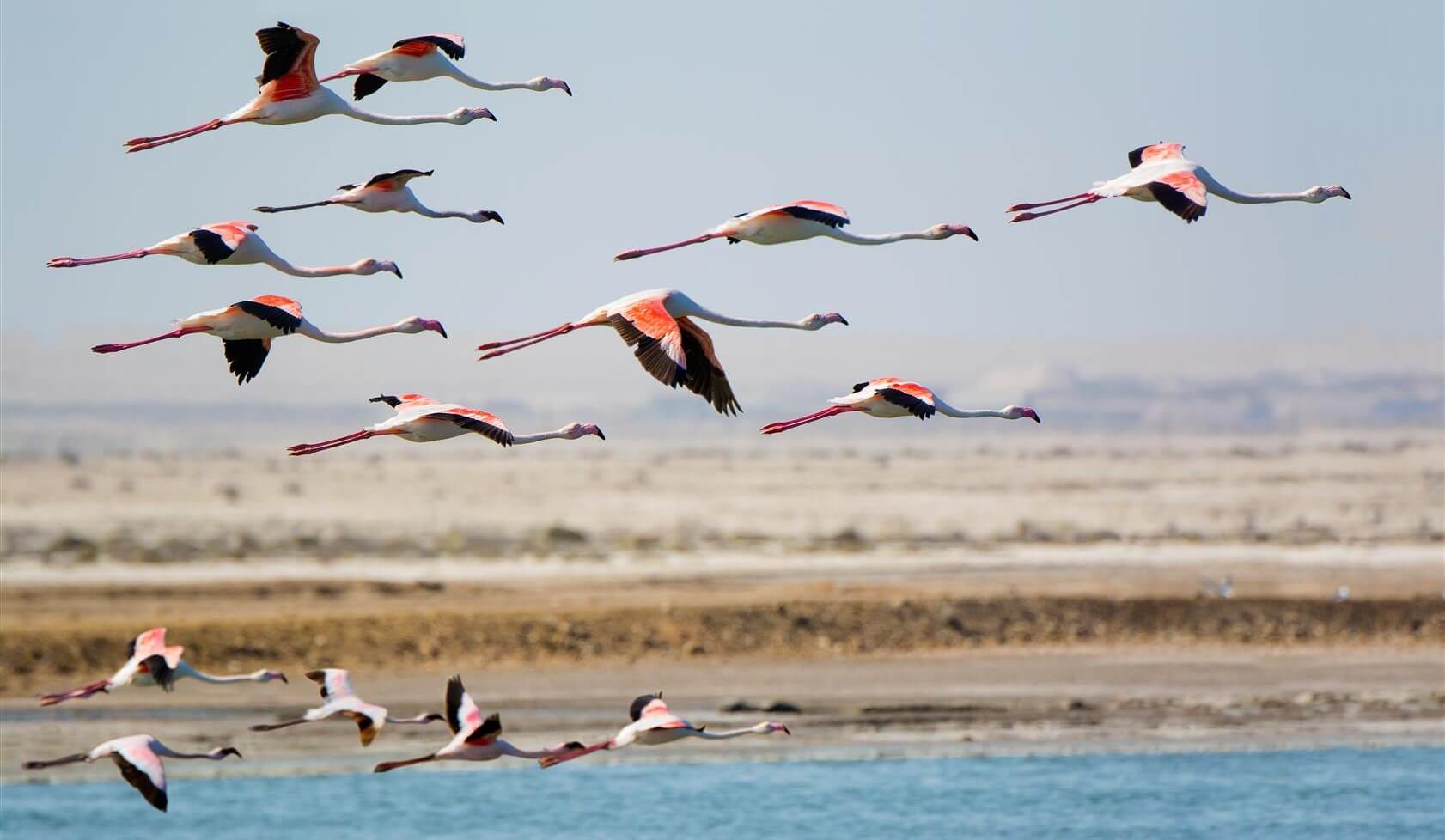 vol de flamants roses sur la côte de walvis bay en namibie