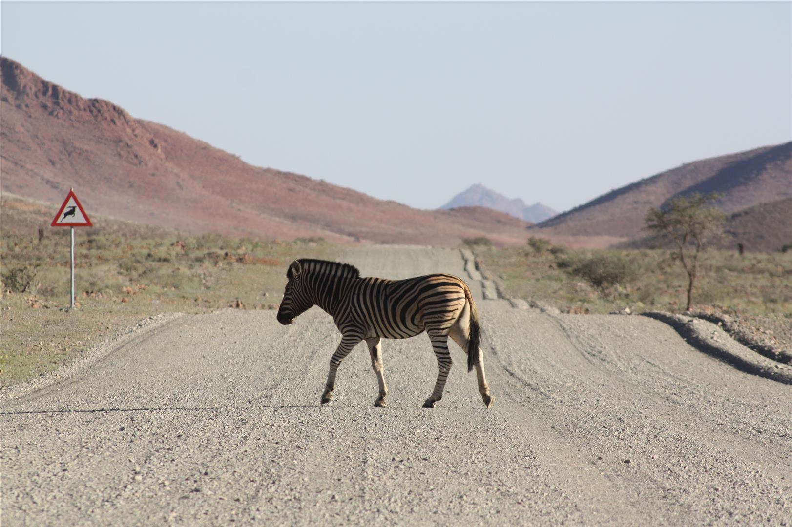 Zebras in der Namib Wüste