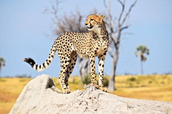 Cheetah on the lookout in Africa