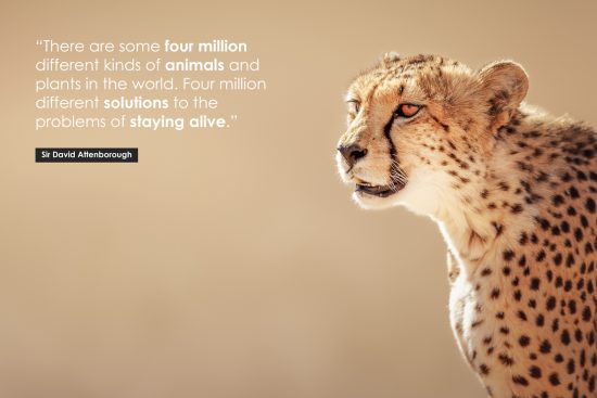 David Attenborough Poster Quote