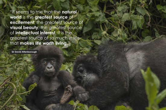 David Attenborough Poster Quote