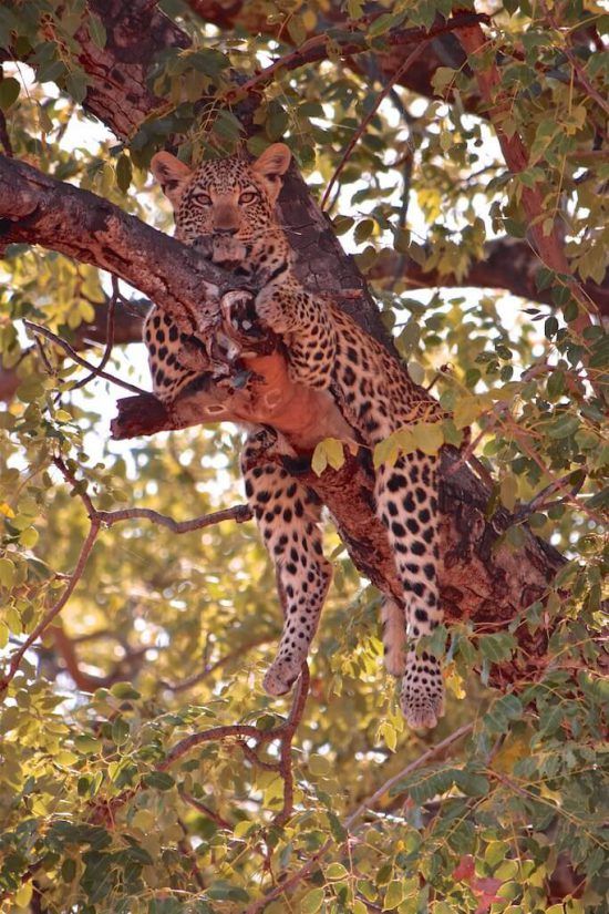 A Leopard in a tree