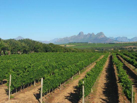 Vineyard along the Paarl Wine Route