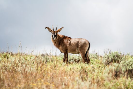 African wild buck in Malawi 