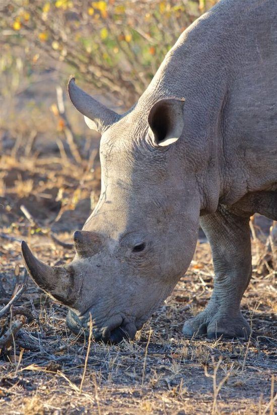 A baby rhino foraging