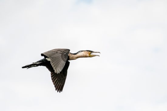 Malawi has remarkable bird species