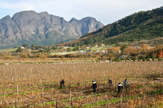 Franschhoek farm workers 