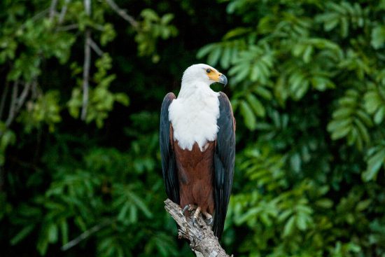 A fish eagle in malawi