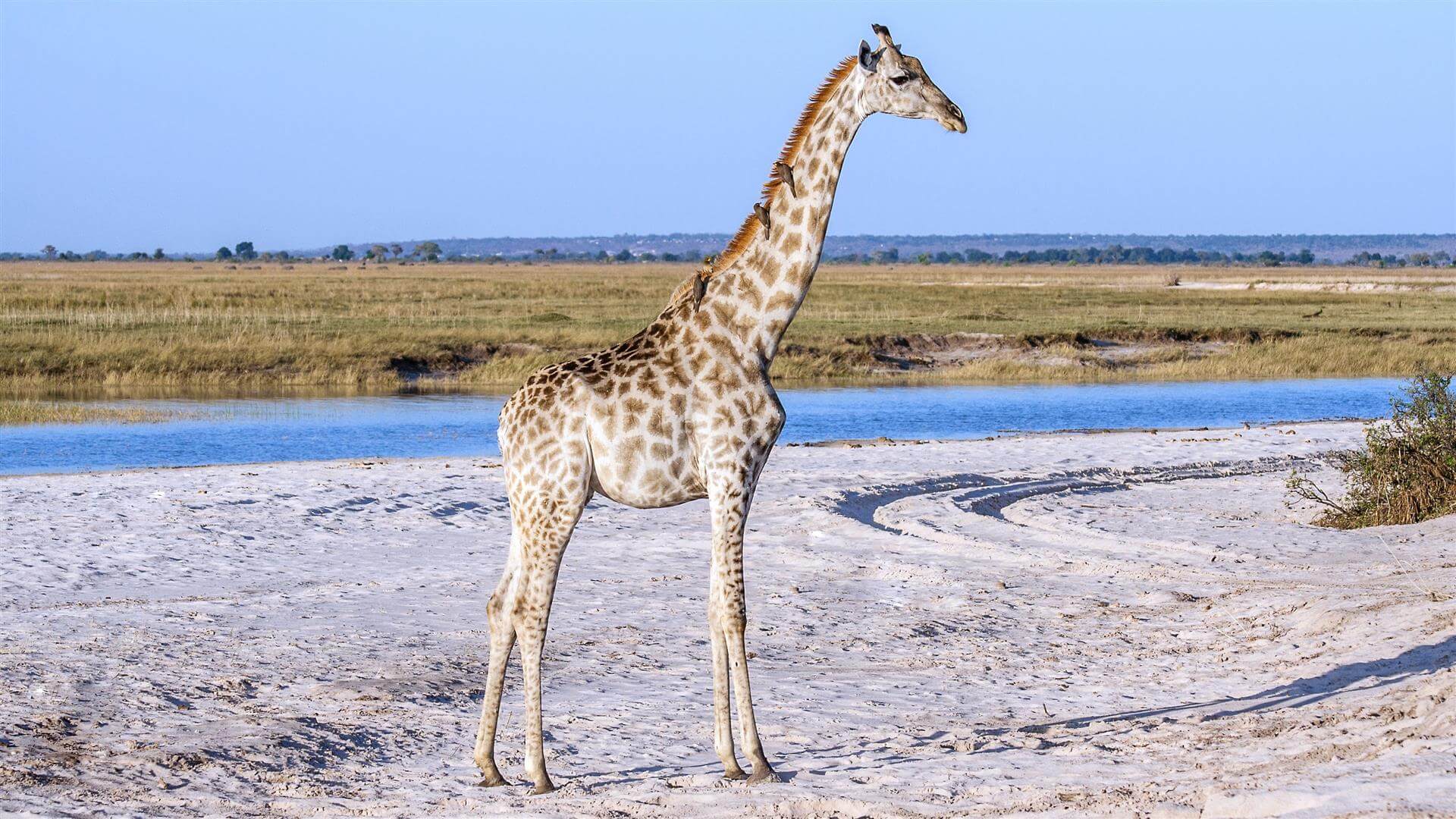 Girafe dans le désert de sel du Pan d'Etosha en Namibie