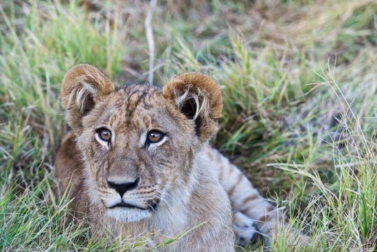 A lion cub with beautiful eyes