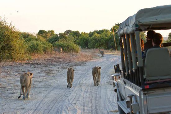 Lion pride walking next to game vehicle