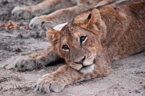 A relaxed lion cub