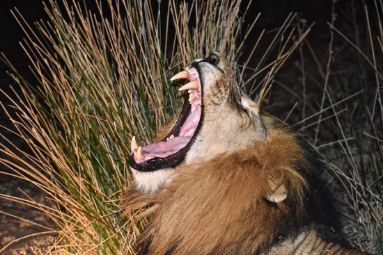 roaring lion at night