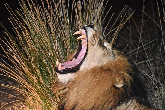 Hear a roaring lion at night in Africa