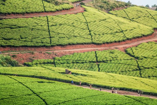 Tea plantations in Malawi 