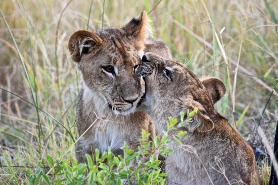 Let me have a bite! Two lion cubs in Africa