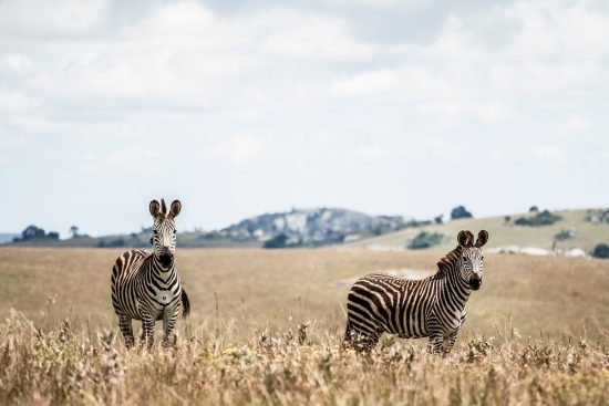 Two zebras in Malawi 