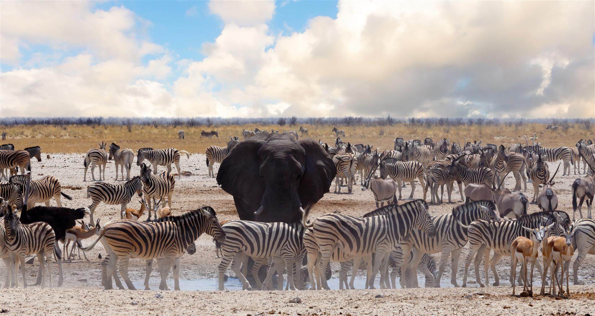 Zèbres, éléphants et gazelles à un point d'eau au Parc National d'Etosha en Namibie