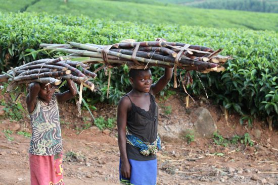 Wood collectors in Malawi