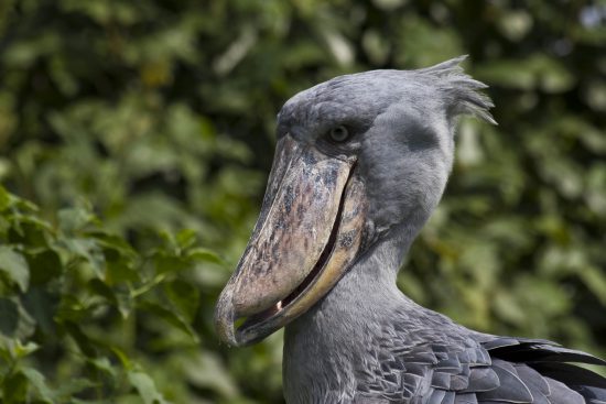 Some birds are scary, like this African Shoebill