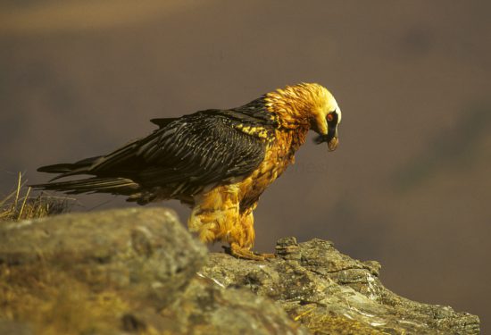 Fierce looking birds: African Bearded vulture