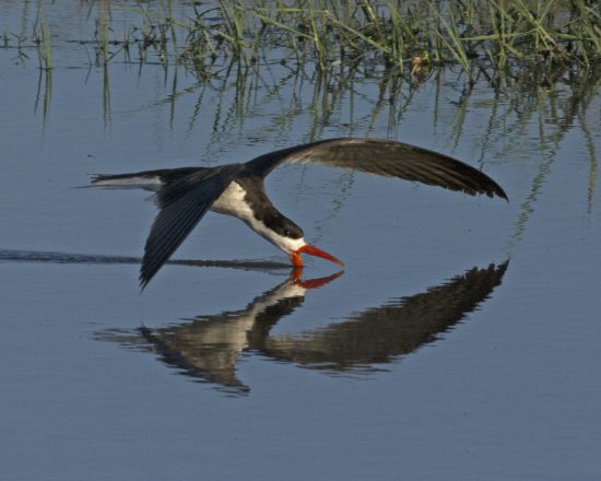 Ein afrikanischer Scherenschnäbel auf der Nahrungssuche fliegt übers Wasser