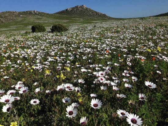 flowers on west coast flower season