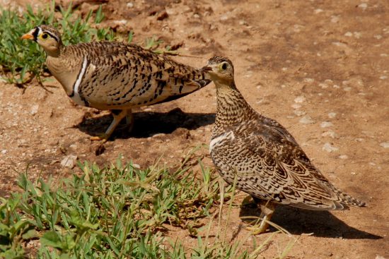 Black-Faced Sand Grouse