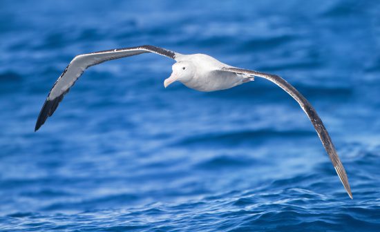 Birds with long wirgspans: the Wandering Albatross