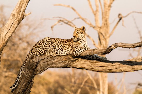 botswana leopard in tree