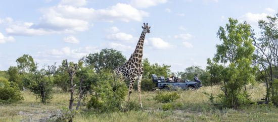 Menschen in einem Safari-Fahrzeug beobachten eine Giraffe