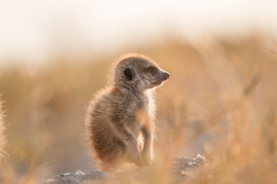 A baby meerkat in Botswana