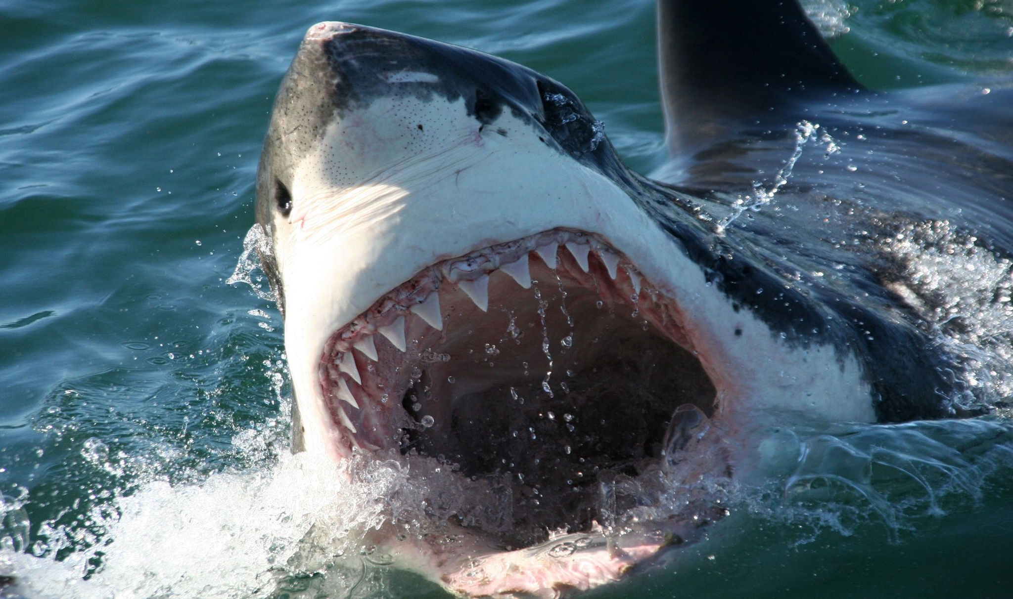 great white shark with open jaws