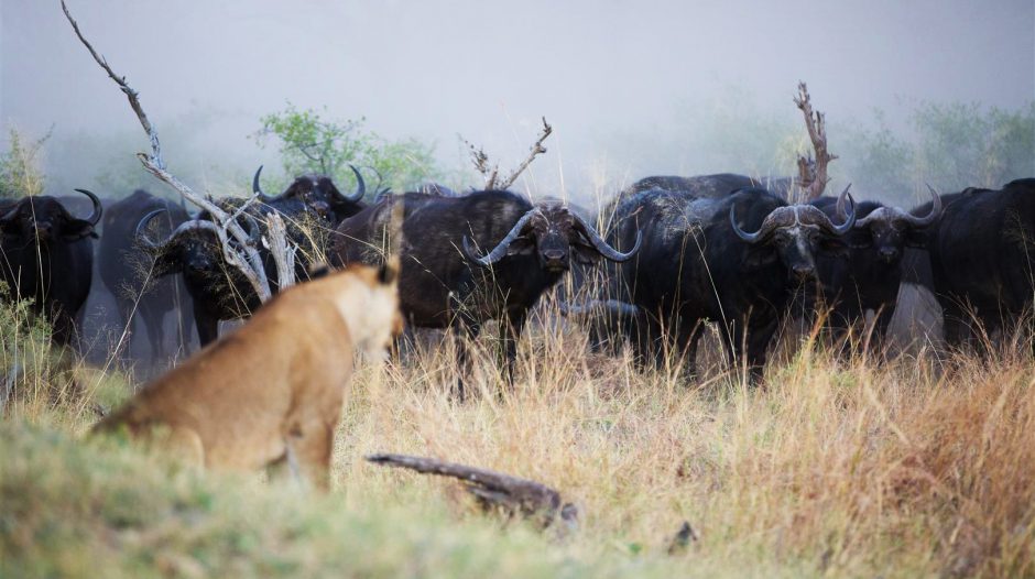 Eine Löwin in Botswana beobachtet eine Herde von Büffeln