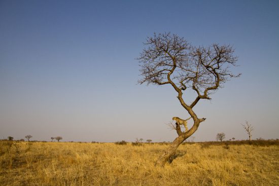 A drought can draw animals to interact differently 