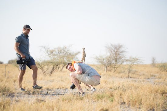 A meerkat sentry on a member of media team