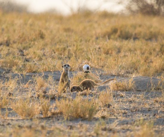 Meerkats with 360°  camera