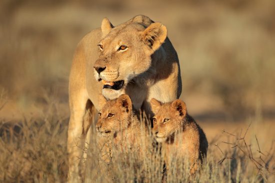 mother lion with two cubs